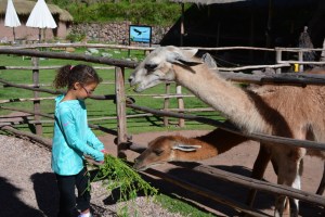 Do you have any more?