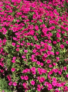 Royal Botanic Garden