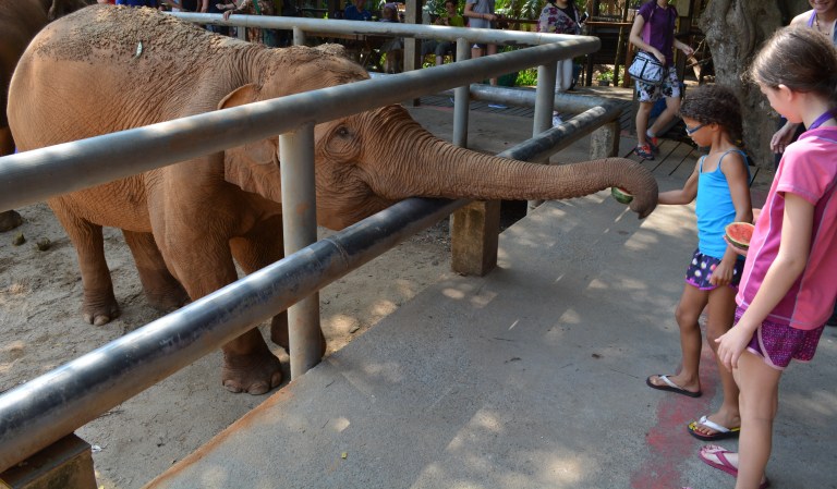 Elephant feeding